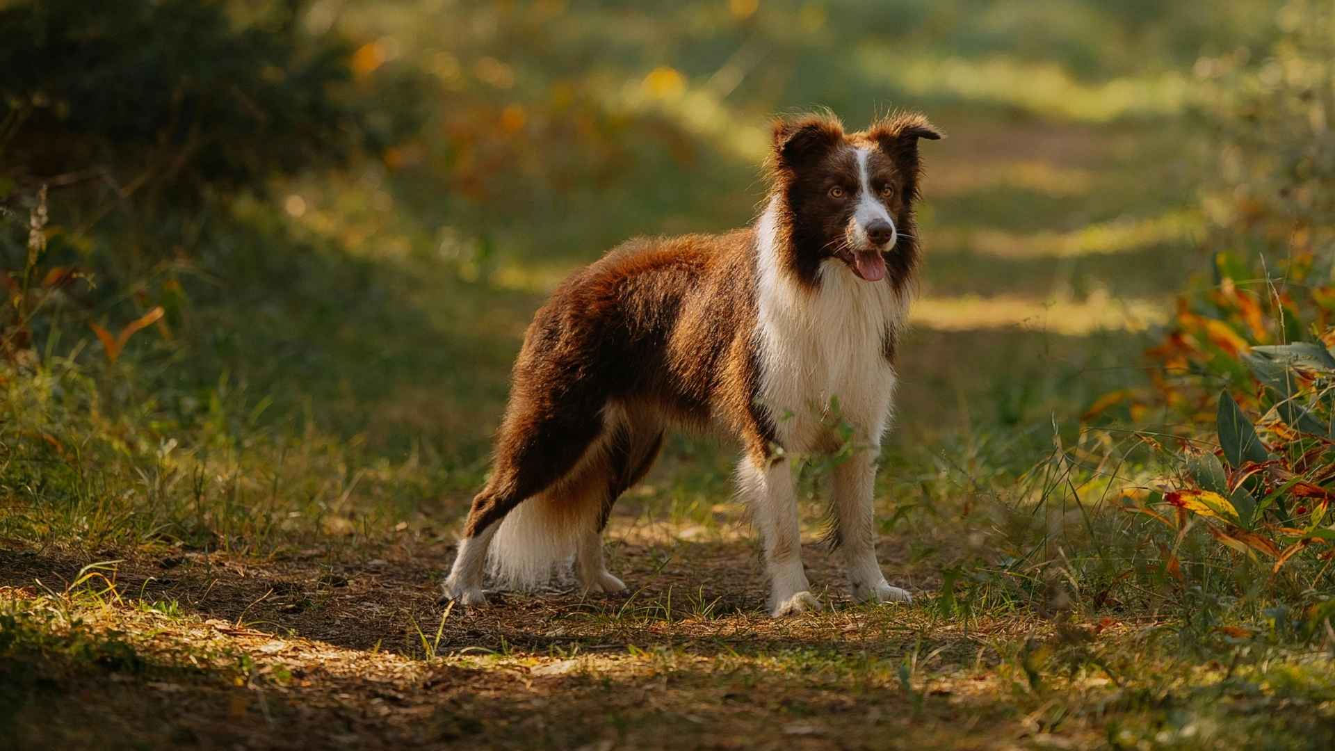 border collie